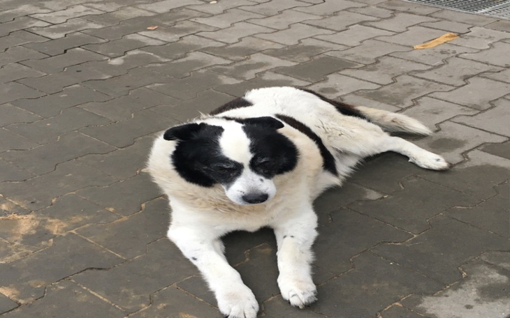 Zbiórka Na leczenie i lepsze zycie ... - zdjęcie główne