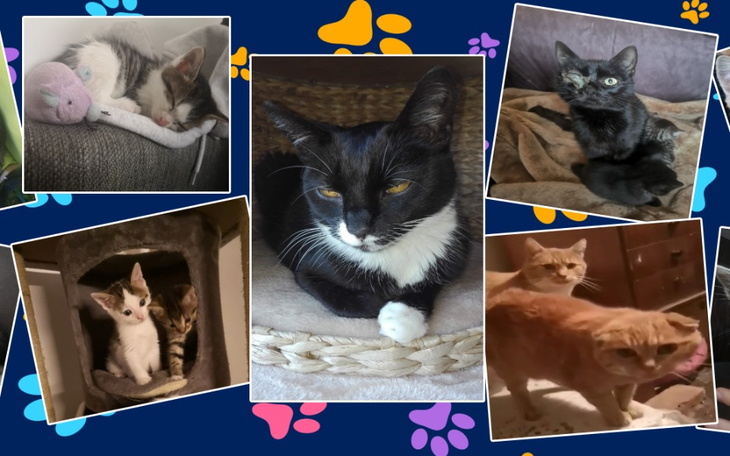 Zbiórka Dom Tymczasowy Luna - zdjęcie główne