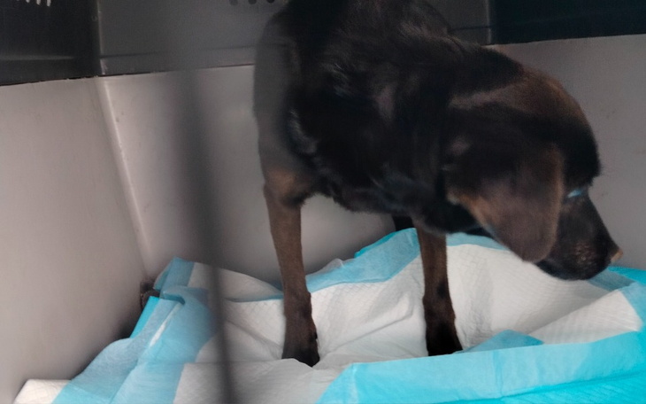 Czarny pies w klatce, czeka na opiekę i wsparcie.