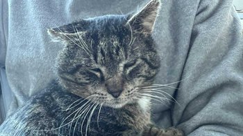 Zbiórka leczenie kociaków - miniaturka zdjęcia