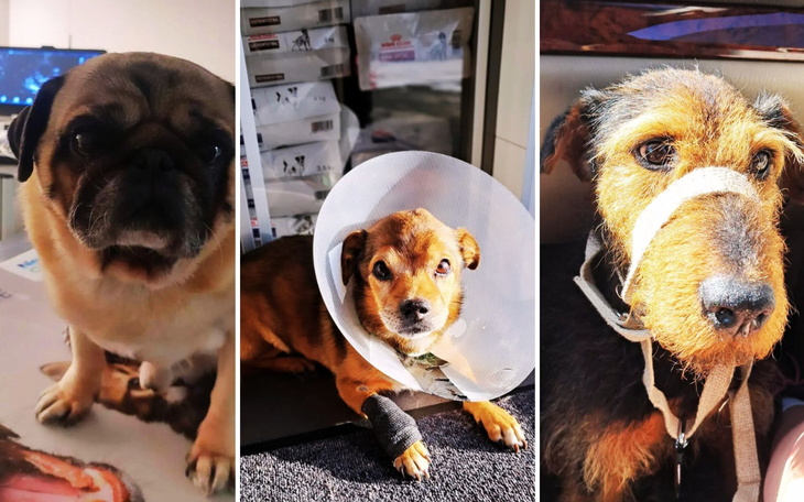 Trzy psy w różnych sytuacjach, każdy z unikalnym wyrazem twarzy.