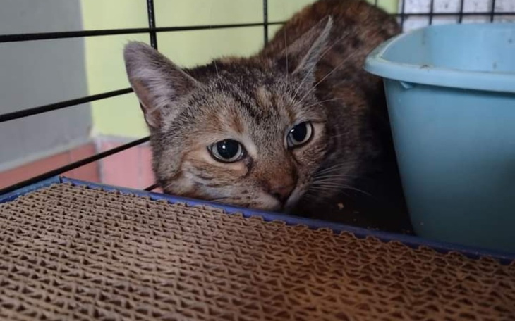 Zbiórka Bezdomna Fiona z zapaleniem płuc - zdjęcie główne