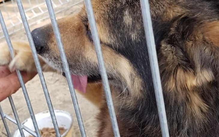 Zbiórka Psiaki bezdomne - zdjęcie główne