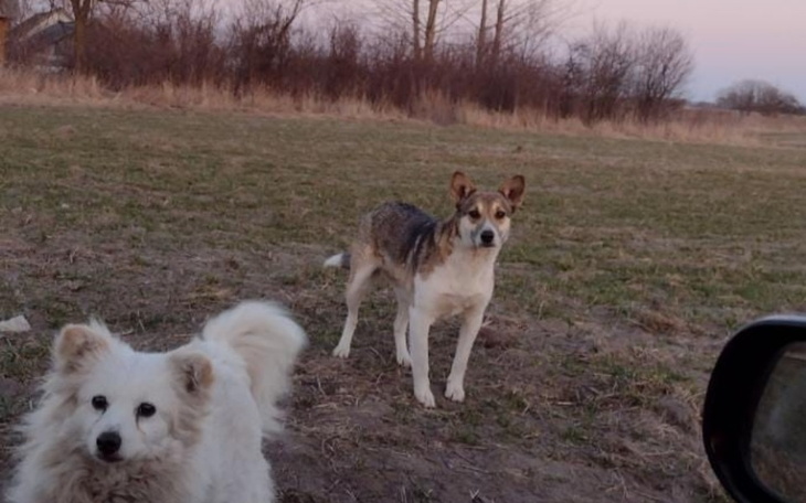Zbiórka Sierotki prosza o pomoc. - zdjęcie główne