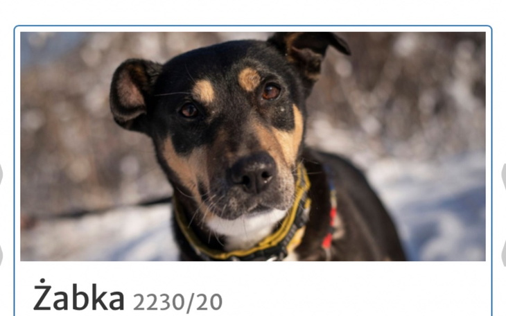 Zbiórka Dla psów do schroniska - zdjęcie główne