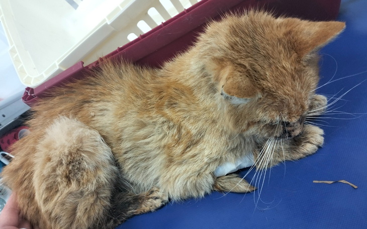 Chory kot leżący na stole, z widocznymi problemami zdrowotnymi.