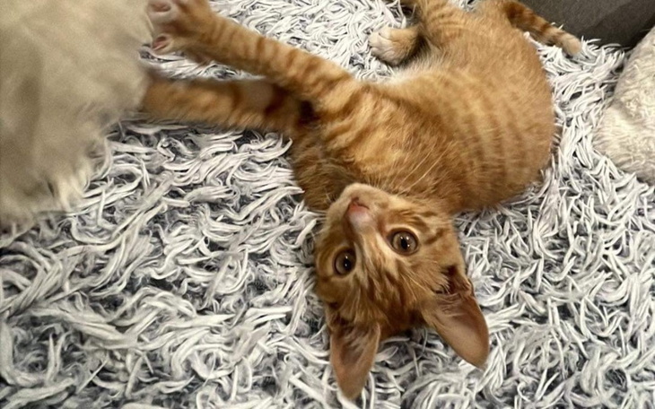 Zbiórka Na leczenie porzuconego malucha - zdjęcie główne