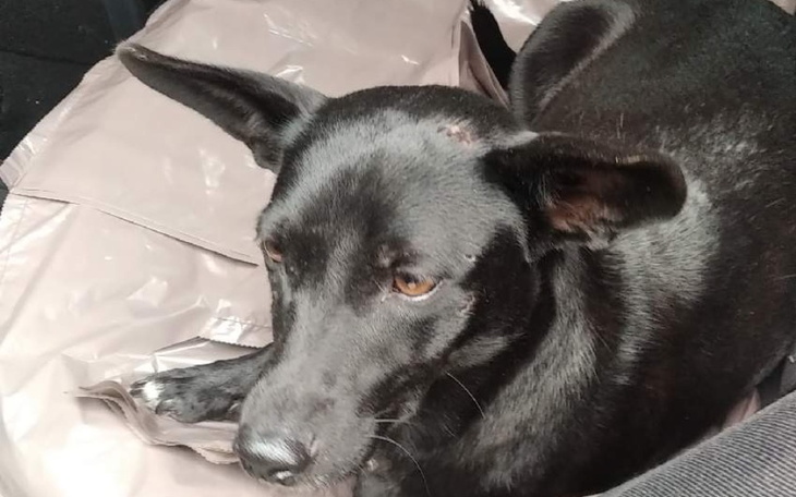 Zbiórka Niczyja sunia - zdjęcie główne