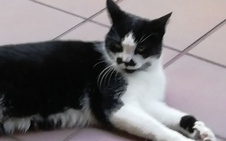 Zbiórka Uratujmy Kulfona-operacja guza - zdjęcie główne