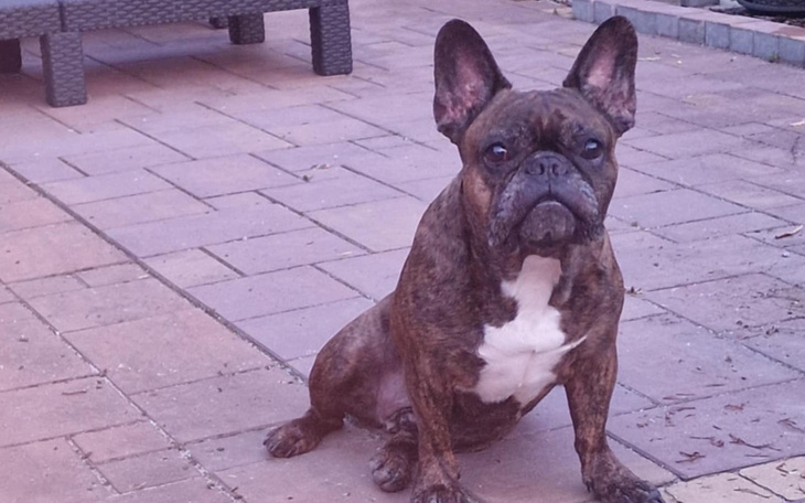 Buldog francuski siedzący na tarasie, z poważnym wyrazem twarzy.