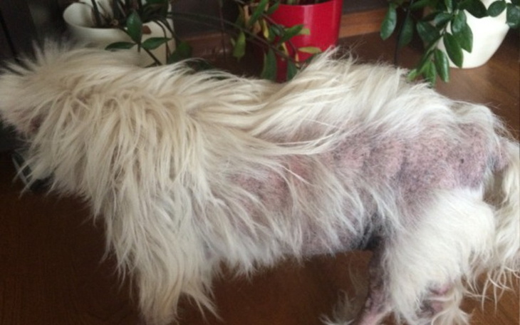 Zbiórka pomoc dla przybłędy - zdjęcie główne