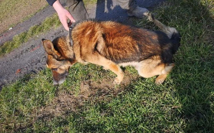 Zbiórka Stary,ślepy wyrzucony jak śmieć - zdjęcie główne