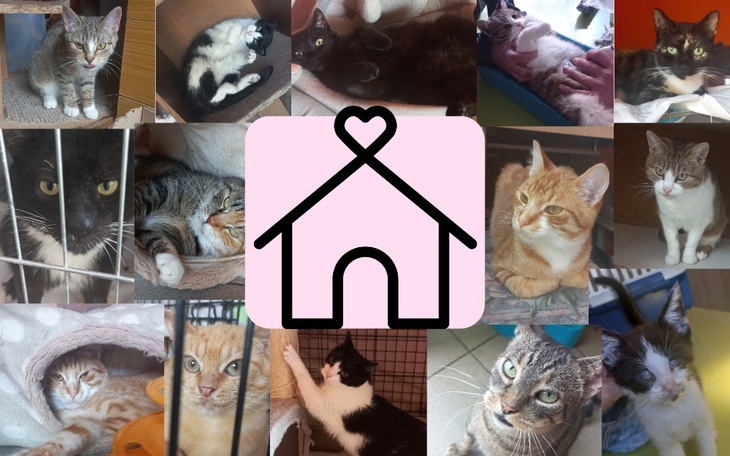 Zbiórka Remont nowej kociarni. - zdjęcie główne