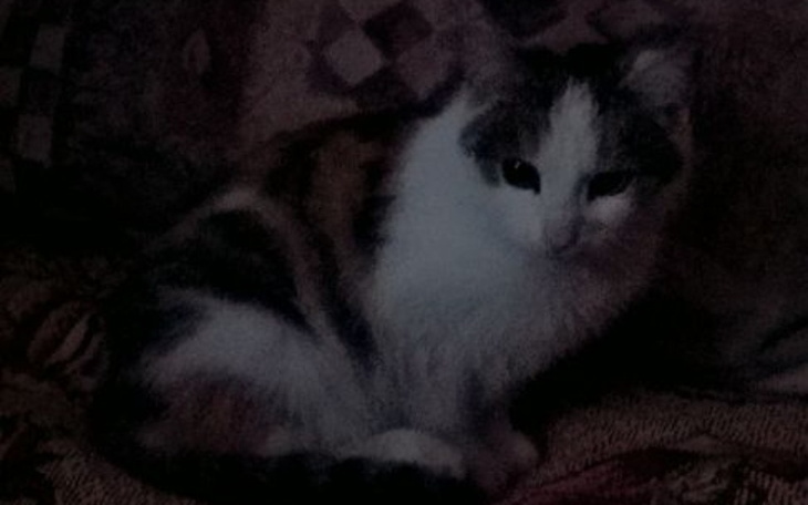 Zbiórka Szansa na normalne życie kotka - zdjęcie główne