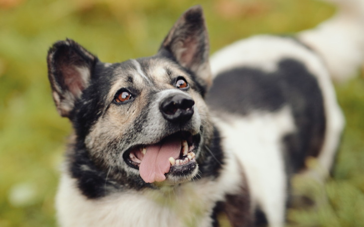 Zbiórka Porzucone, niechciane, stare psy - zdjęcie główne
