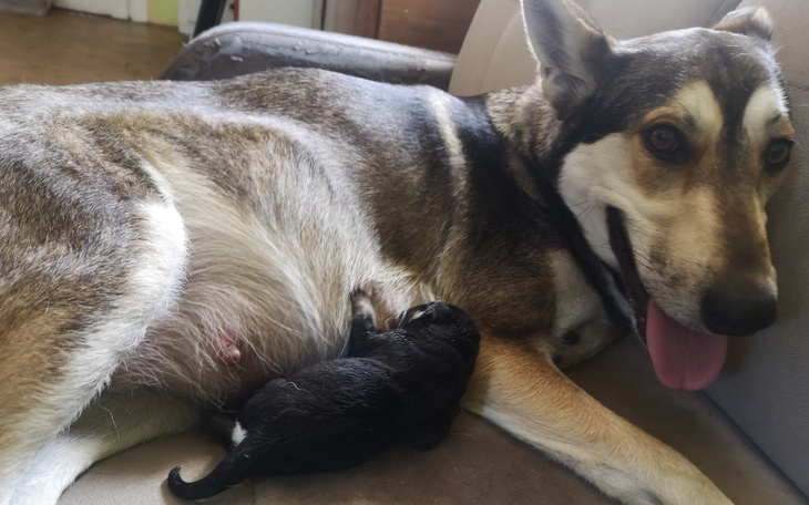 Pies z szczeniakiem odpoczywają na kanapie.