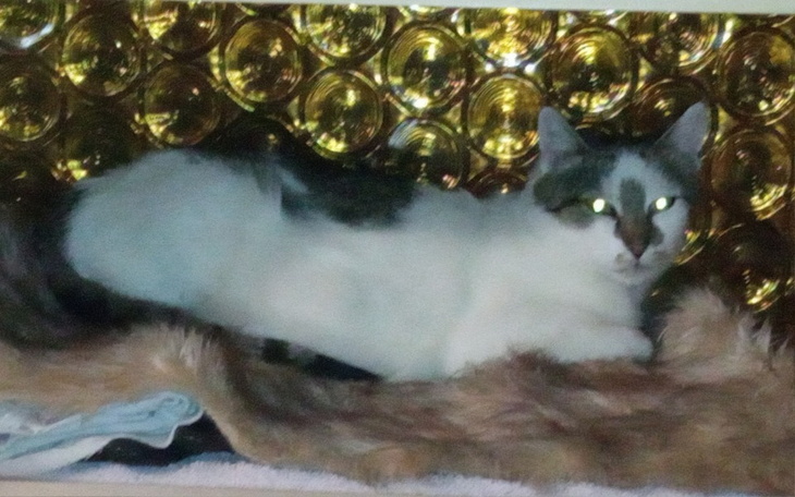 Kot leżący na futrze, z zielonymi oczami, w tle złote panele.