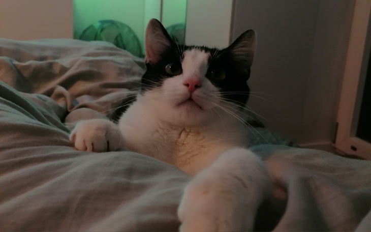 Zbiórka Alien kot chory na FIP - zdjęcie główne