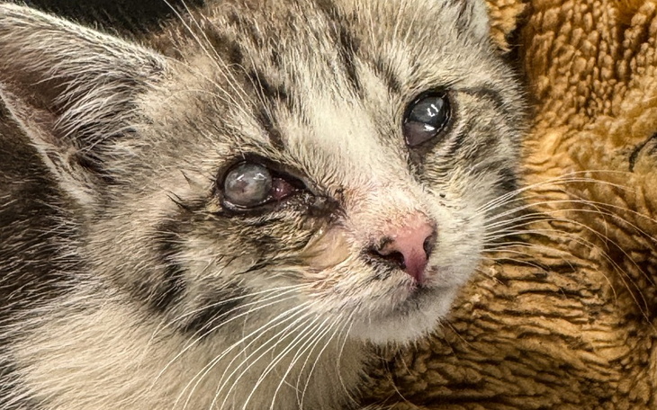 Zbiórka Pilna operacja oczka Małej Mi - zdjęcie główne