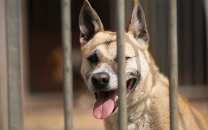 Zbiórka Pomóż ratować nasze psy i koty - zdjęcie główne