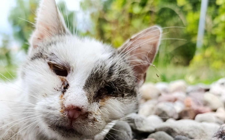 Chory kot z raną na pyszczku, leżący na kamieniach.