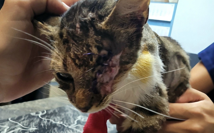 Kot z raną na głowie, trzymany przez osobę.