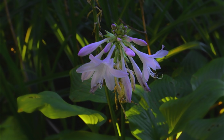 Zbiórka Na aparat na zęby dla siostry - zdjęcie główne