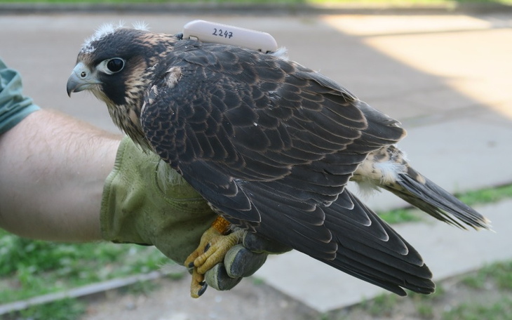 Zbiórka Nadajniki dla sokołów wędrownych - zdjęcie główne