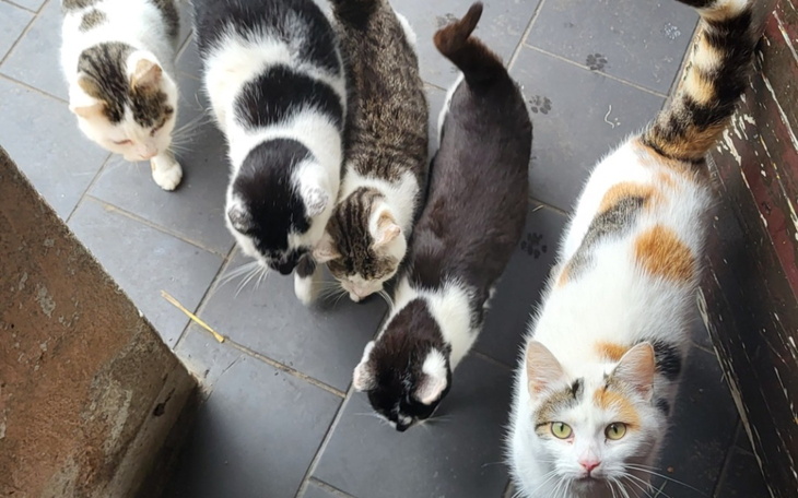 Grupa kotów na podwórku, różne kolory i wzory.