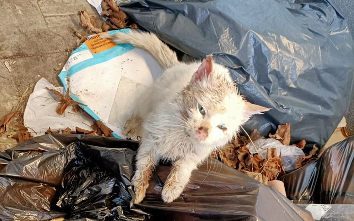 Zbiórka Kot ze śmietnika biedronki - zdjęcie główne