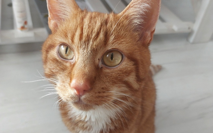 Zbiórka Simba walczy o każdy oddech - zdjęcie główne