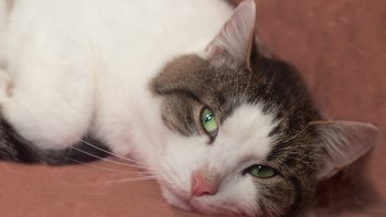 Zbiórka Mruczarnia - listopad - miniaturka zdjęcia