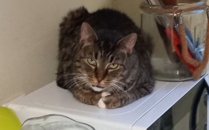 Kot leżący na blacie, zrelaksowany i spokojny.