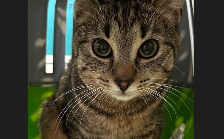 Zbiórka Pilne, proszę o pomoc dla kotka - zdjęcie główne