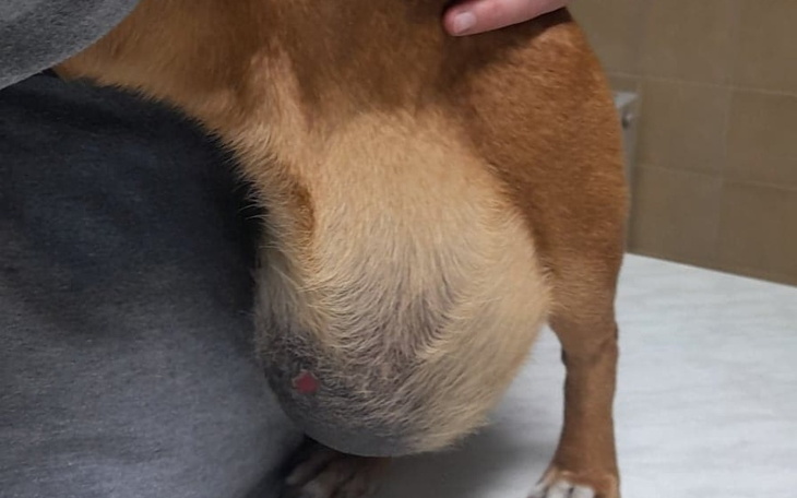 Zbiórka Dla Abi - zdjęcie główne