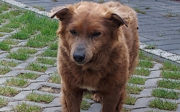 Brązowy pies spacerujący po trawniku.