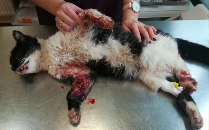 Zbiórka Leczenie wolnożyjącego kota - zdjęcie główne