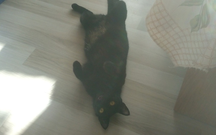 Zbiórka Jedzenie dla kotkow - zdjęcie główne