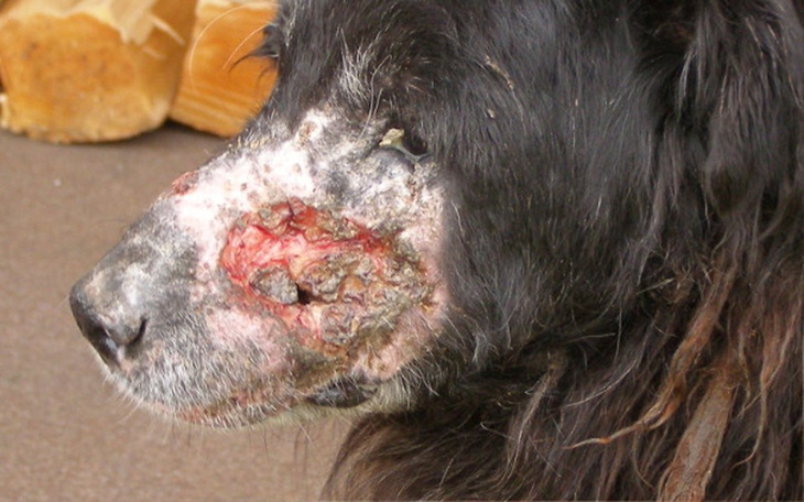 Zbiórka Toro potrzebuje Twojej pomocy. - zdjęcie główne