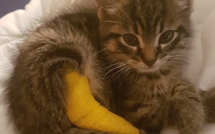 Zbiórka operacja dla kotka ptyś - zdjęcie główne