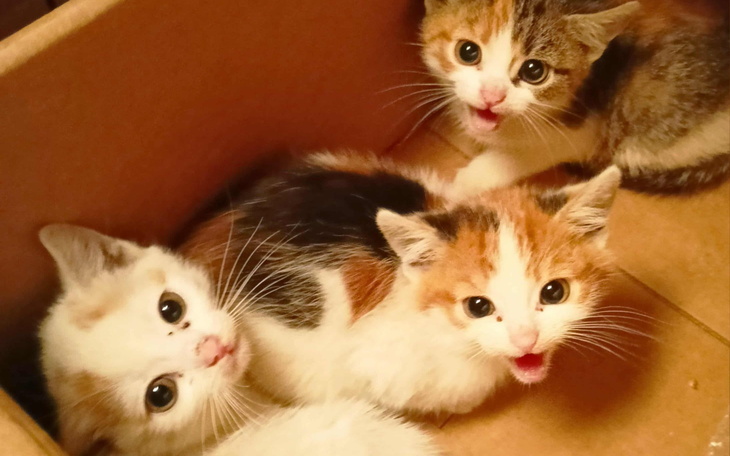 Trzy kocięta w kartonie, patrzące w stronę obiektywu.