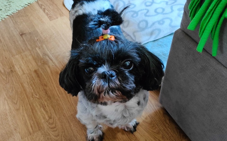 Zbiórka Życie ukochanego Maxsia - zdjęcie główne