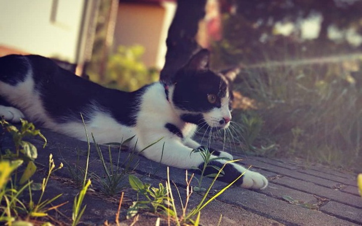 Zbiórka Wyciągnięcie śrutu z nogi Koli - zdjęcie główne