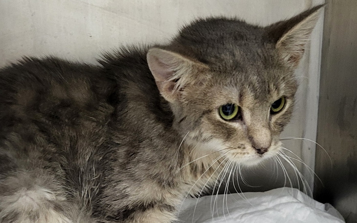 Szary kot z wyrazistymi oczami w schronisku.