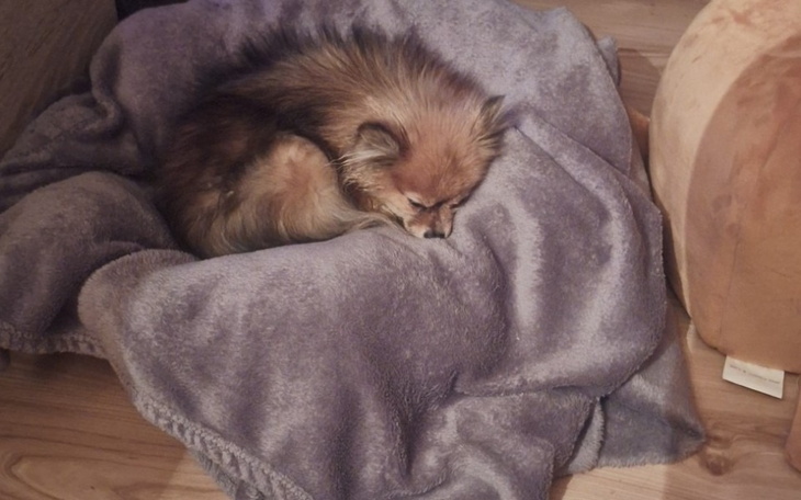 Mały piesek śpiący na miękkim kocu.