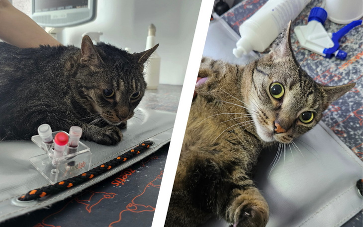 Zbiórka Tola i Lola, diagnostyka i leki - zdjęcie główne