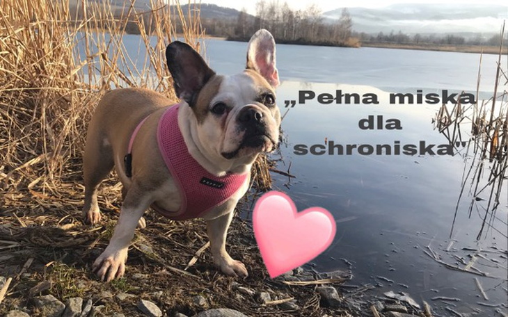 Zbiórka „Pełna miska dla schroniska” - zdjęcie główne