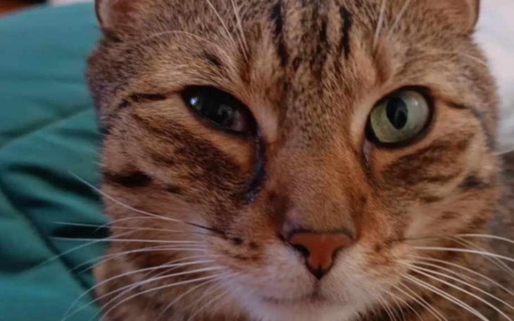 Kot z różnymi kolorami oczu leżący na poduszce.