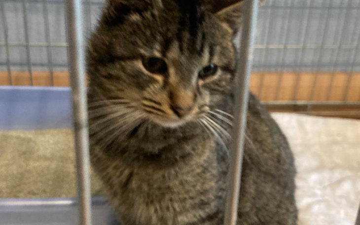 Zbiórka Utrzymanie kocich ogonków - zdjęcie główne