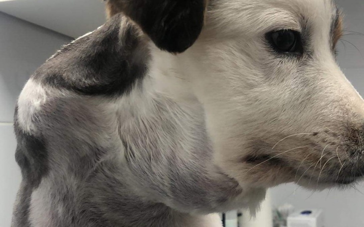 Zbiórka Leczenie Ariego, pies z łańcucha - zdjęcie główne